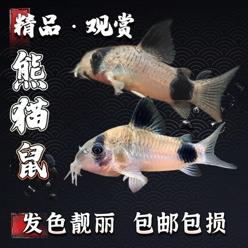 熊猫鼠鱼清道夫鱼老鼠鱼鱼缸清洁