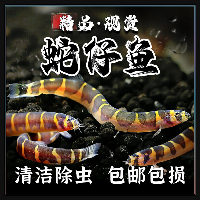 蛇仔鱼苦力残渣底层清道夫泥鳅