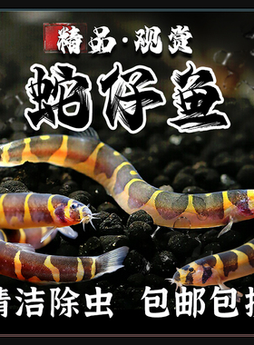 蛇仔鱼苦力泥鳅清理残渣底层热带观赏小鱼好养淡水清道夫小型灯科