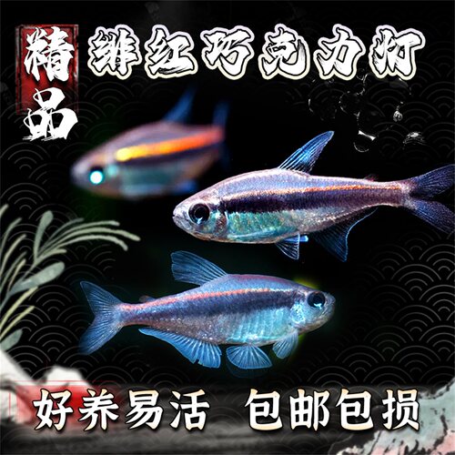 绯红巧克力小型灯鱼热带观赏鱼