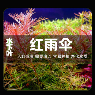 红雨伞水草鱼缸造景中后景草缸增氧新手耐养活水下叶真水草