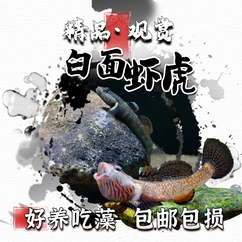 虎虾鱼原生冷水鱼白面虾虎小型鱼