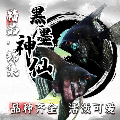 黑墨神仙鱼七彩神仙燕鱼