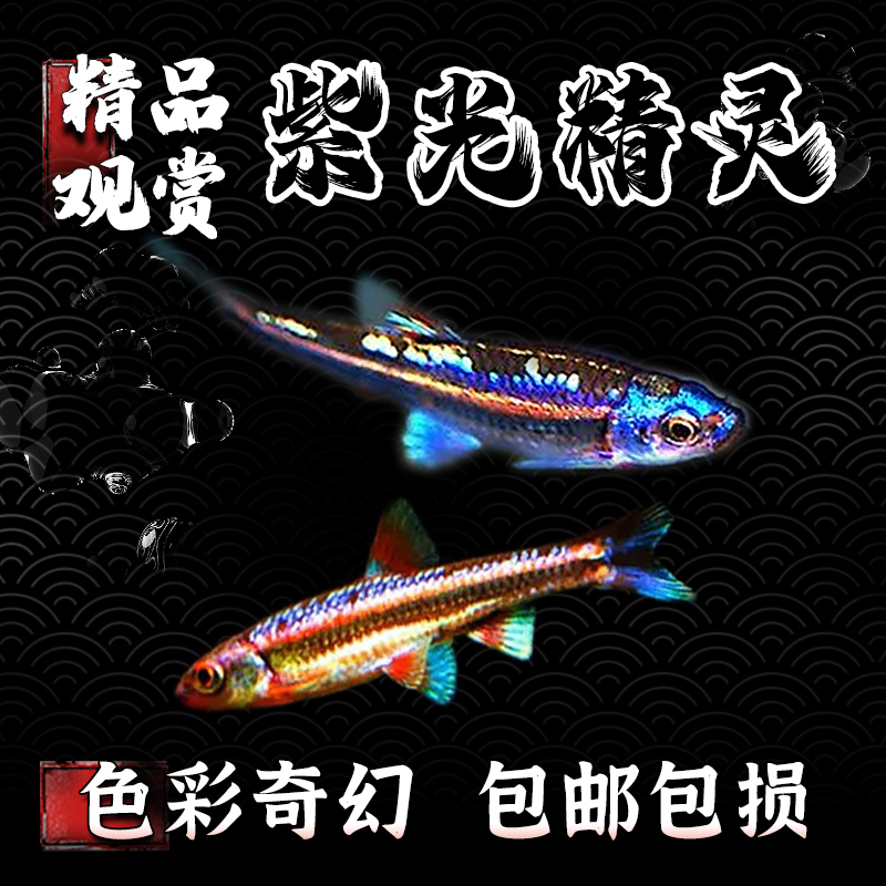 紫光精灵鱼小型鱼冷水淡水