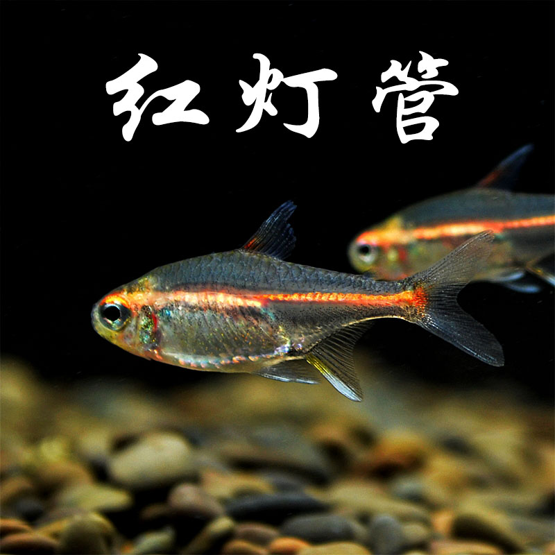 红灯管鱼霓虹玻璃灯鱼透明玻璃热带鱼水族宠物草缸群游观赏灯科鱼