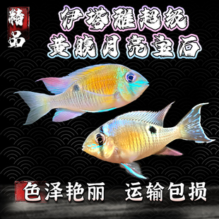伊塔雅超级黄腹月亮宝石观赏鱼慈鲷温顺易养原生群游鲷活体热带鱼