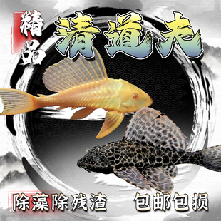 清道夫鱼缸清洁鱼观赏鱼热带淡水草缸工具鱼活体除藻类鱼
