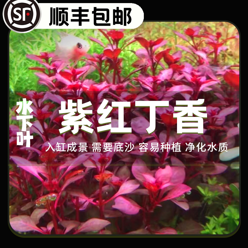 紫红丁香中后景水草易养鱼缸造景