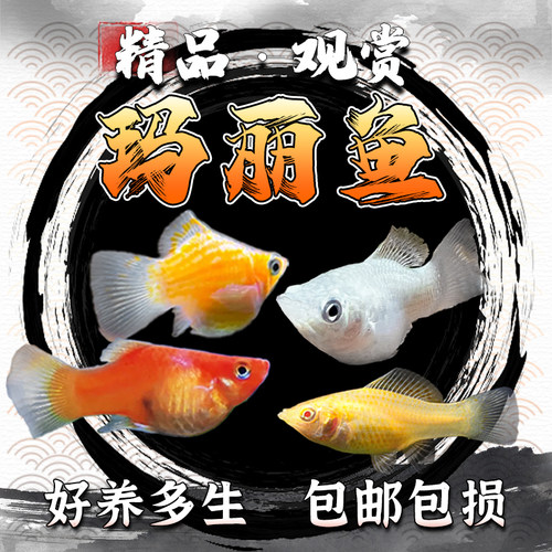玛丽鱼皮球玛丽鱼小型怀孕繁殖鱼