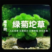 绿菊真水草中后景坨草鱼缸造景水草新手好养淡水阴性净水增氧植物
