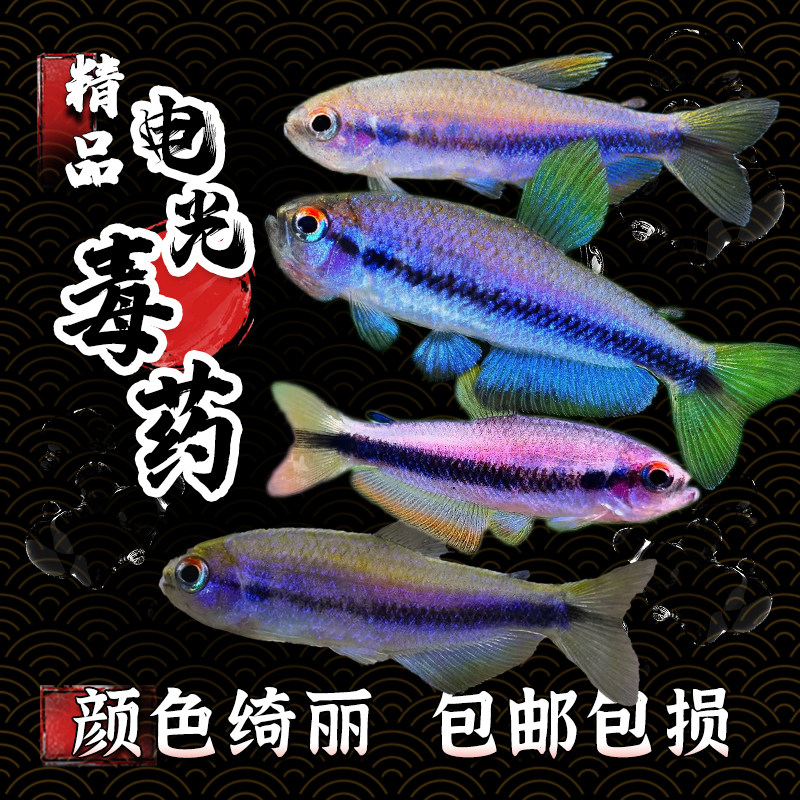 电光毒药观赏鱼小型灯鱼稀有南美草缸热带鱼观赏鱼群游淡水活体