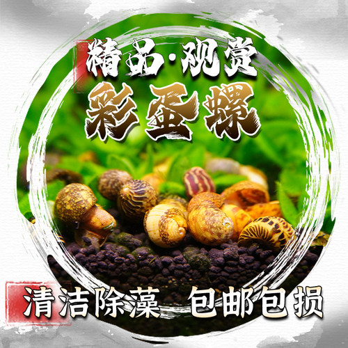 彩蛋螺工具螺除藻观赏螺斑马螺