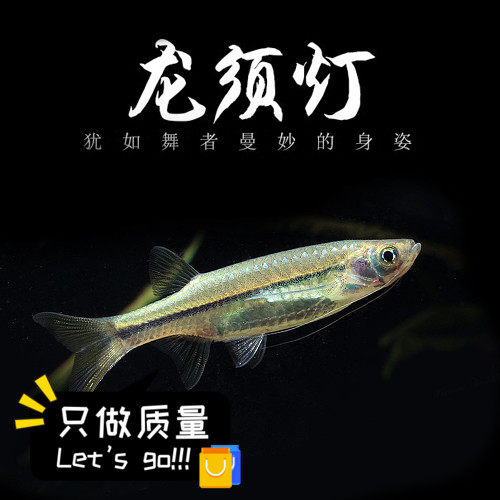 热带鱼龙鱼灯价格 热带鱼龙鱼灯图片 星期三