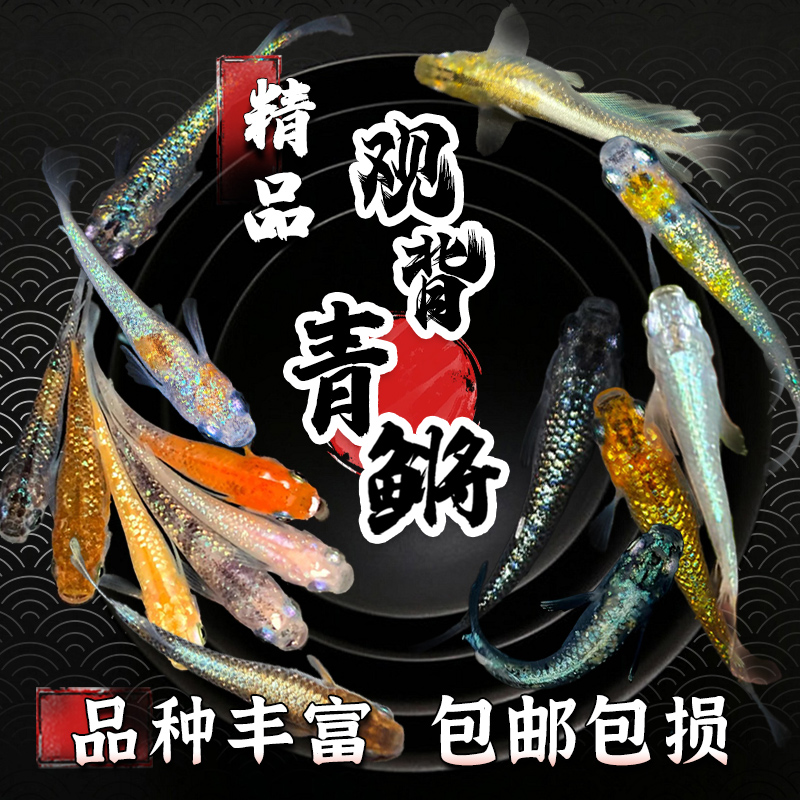 观背青鳉冷水鱼免打氧好养耐活