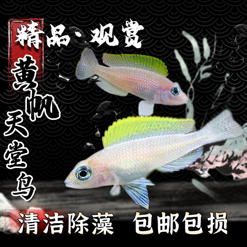 黄帆天堂鸟观赏鱼热带淡水小型鱼