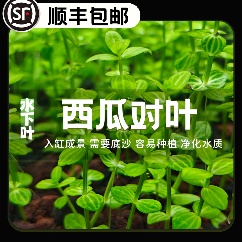 西瓜对叶西瓜小圆叶水草鱼缸造景
