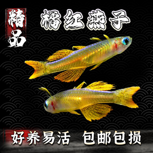 橘红燕子鱼观赏鱼霓虹珍珠鱼淡水草缸小型群游鱼热带鱼活体宠物鱼