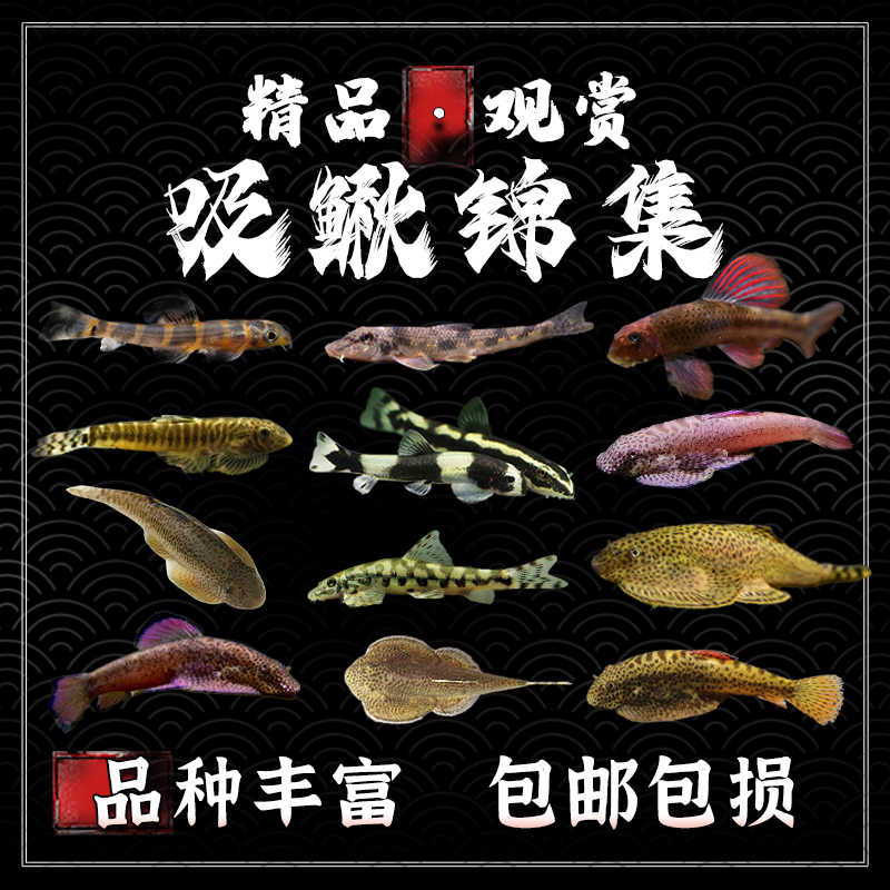 紫鳍吸鳅冷水观赏鱼琵琶鱼爬岩鳅