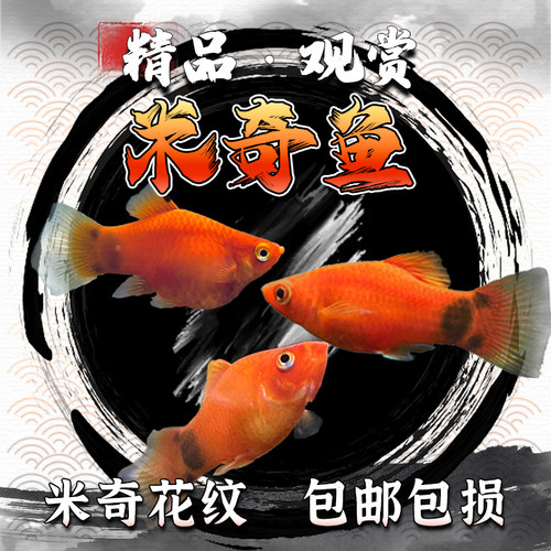 红黄米奇鱼胎生鱼玛丽鱼热带鱼