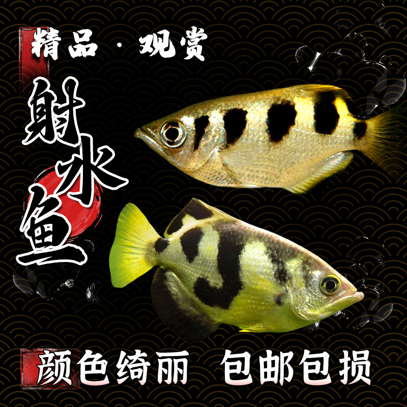 射水鱼网红射手鱼高射炮鱼稀有淡水热带观赏鱼活体狙击手