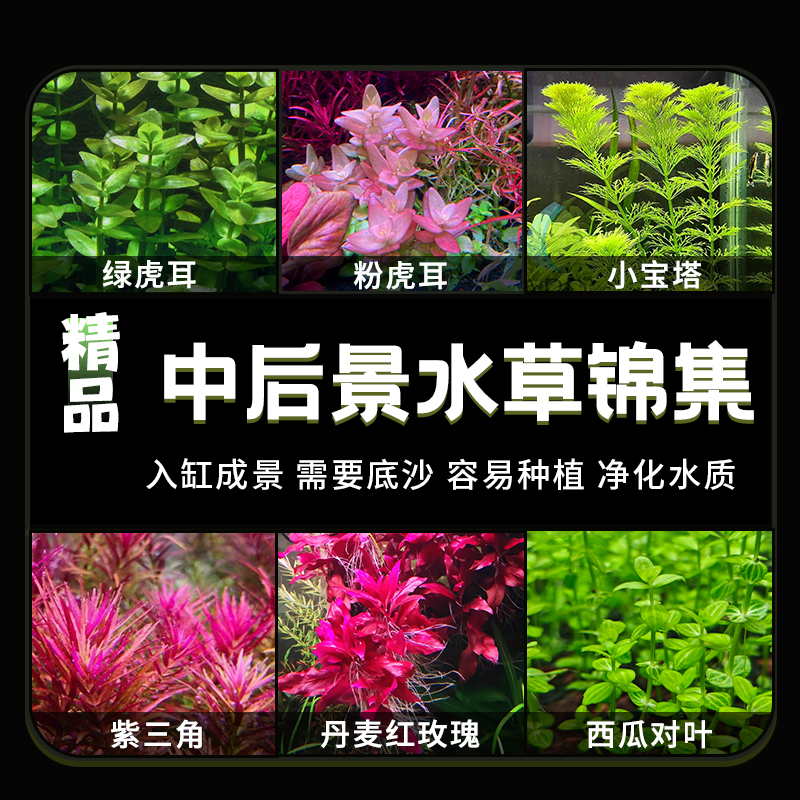 中后景水草锦集精品造景观赏水草