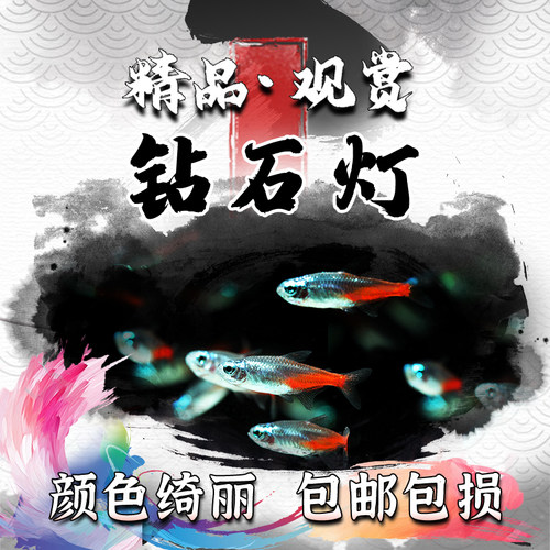 群游热带鱼小型活体包邮红绿灯