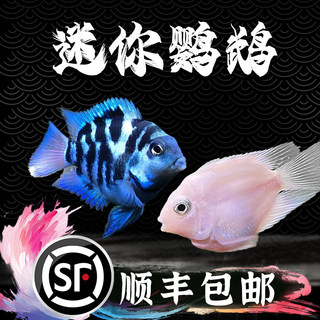 迷你鹦鹉鱼热带观赏鱼宝蓝白金迷你鹦鹉繁殖种鱼淡水活体好养易活