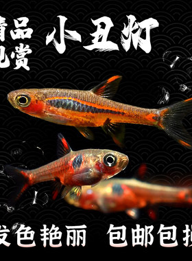 一线红蚂蚁圆点草缸群游鱼热带