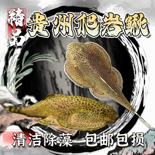 贵州爬岩鳅琵琶鱼鱼缸除藻鱼