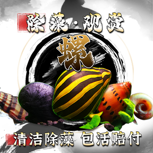 观赏螺苹果螺黄金螺黑金刚螺除藻螺斑马螺杀手螺蜜蜂螺彩蛋螺除藻