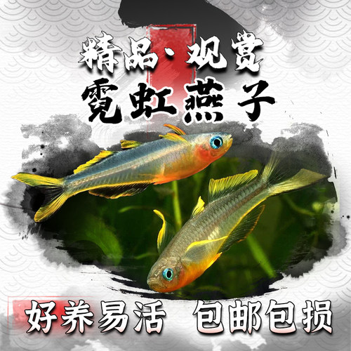 霓虹燕子小型热带观赏灯科鱼