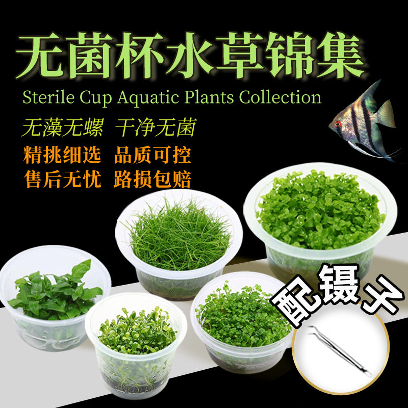 无菌杯水草鱼缸前中后造景珍珠罗贝力绿金钱天湖葵宫廷新手懒人草