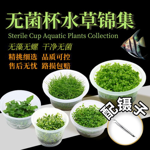 无菌杯水草合集鱼草缸前中后造景