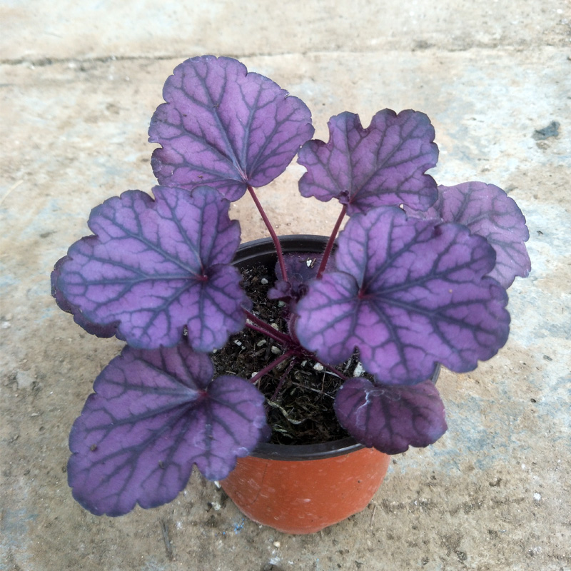 永恒紫矾根耐寒植物盆栽中苗阳台