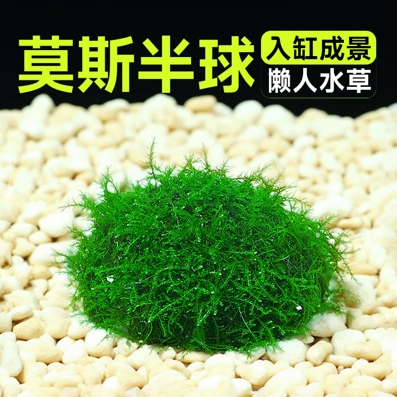 莫斯半球丨入缸成景丨无需打理