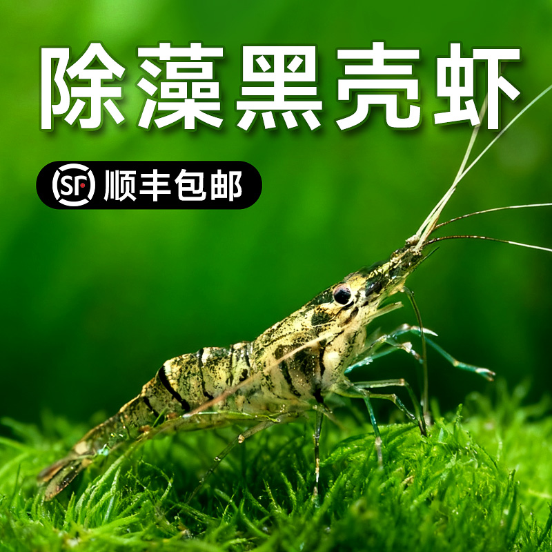 顺丰发货大号黑壳虾除藻