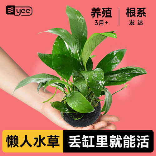 水榕水草鱼缸造景yee水培植物