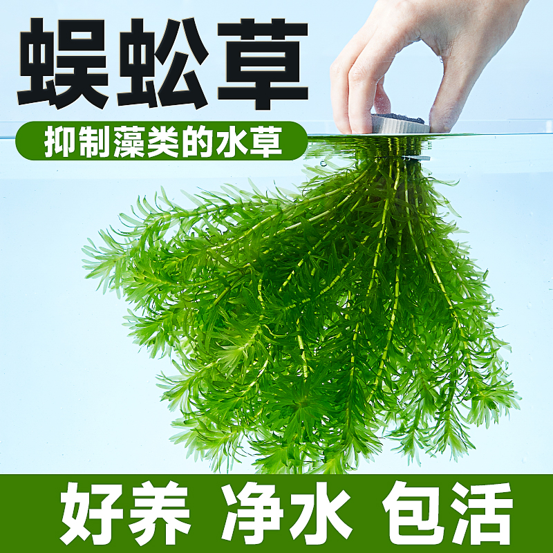 热销10万+爆款净水蜈蚣草