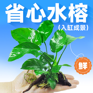 鱼缸水草植物真草养鱼迷你水榕草套餐黄金榕生态造景摆件水榕九冠