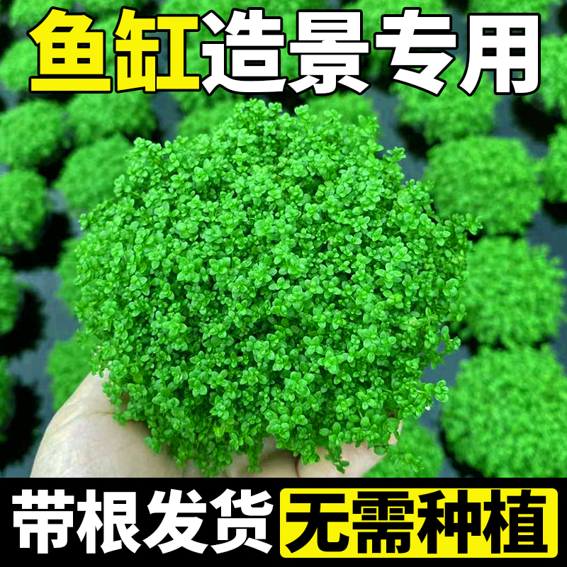 yee鱼缸造景水草迷你珍珠草增氧淡水草缸前景草懒人水培植物