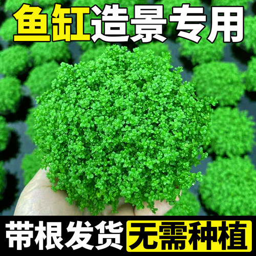 yee鱼缸造景水草迷你珍珠草增氧淡水草缸前景草懒人水培植物