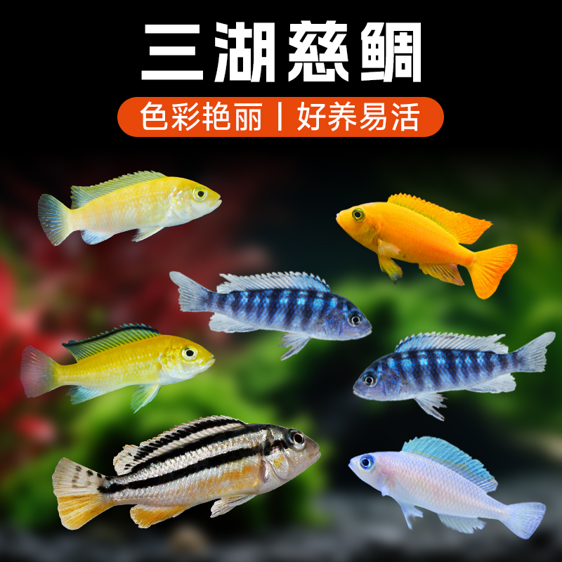 三湖慈鲷鱼热带观赏鱼岩栖类马鲷