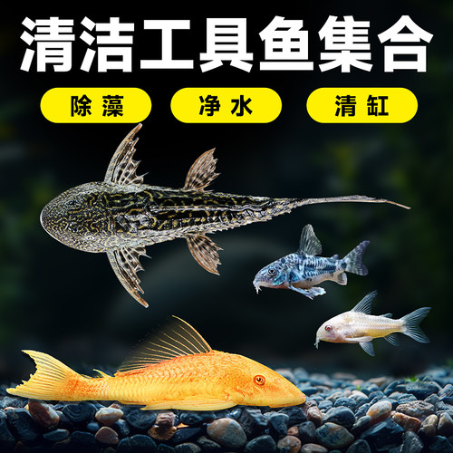 清洁工具鱼集合清道夫金苔鼠鼠鱼