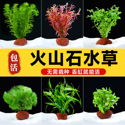 yee火山石水草加速净水60%