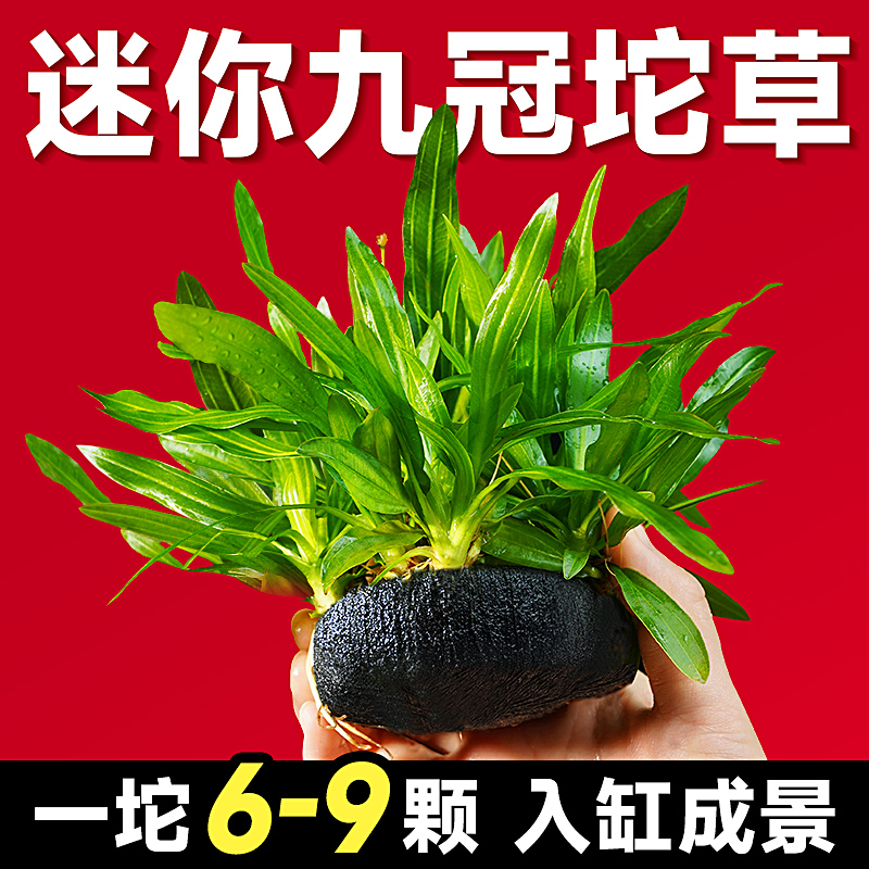 yee九冠水草好养耐活自带坨泥
