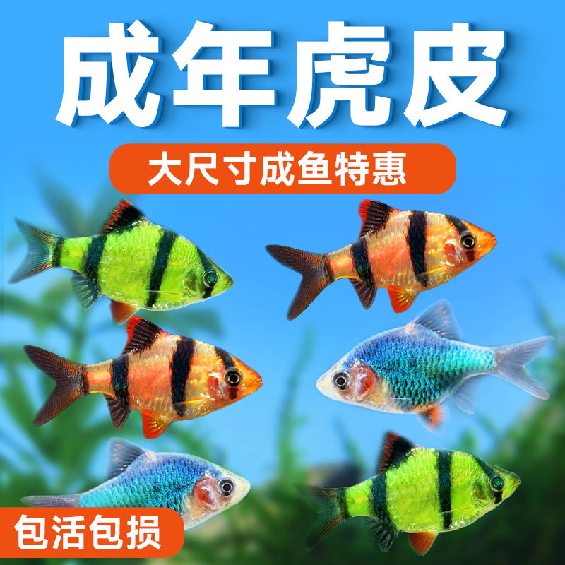 虎皮鱼苗热带群游观赏鱼活体小型荧光虎皮淡水好养耐活新手宠物鱼,宠物/宠物食品及用品,鱼,淘宝优惠券,粉丝福利购,淘宝优惠卷