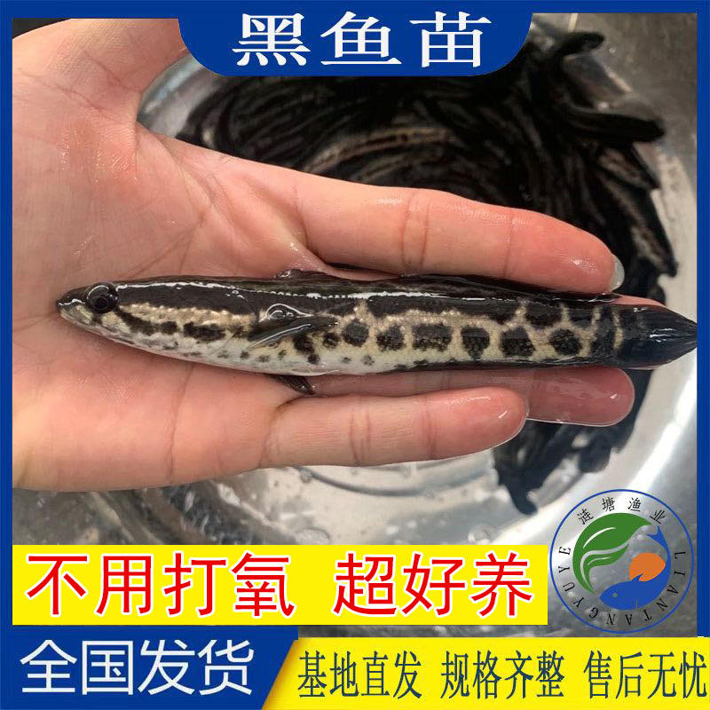 小型观赏鱼好养冷水鱼活体