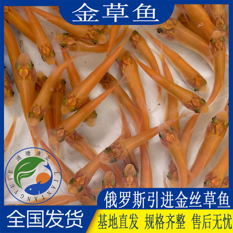 俄罗斯金草鱼淡水养殖观赏包活