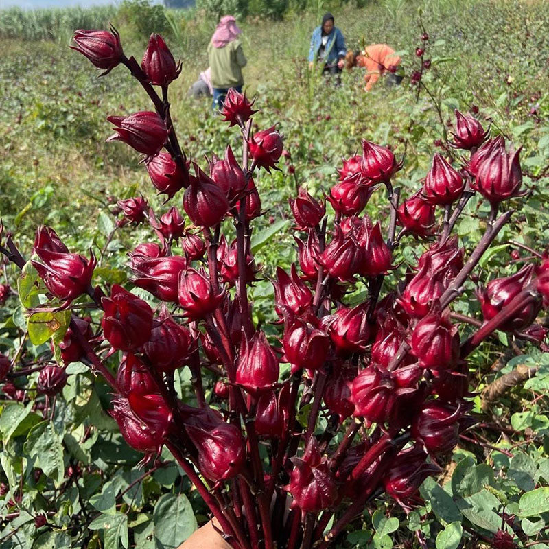 广西桂林阳朔洛神花茶新货玫瑰茄洛神花干新鲜搭配柠檬片泡茶喝