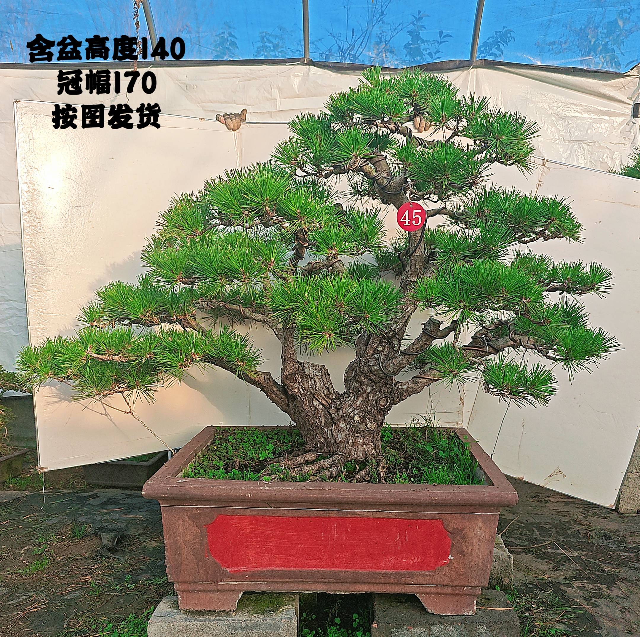 矮霸黑松老桩多年盆栽